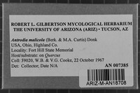 Antrodia malicola image