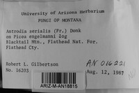 Antrodia serialis image