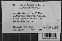 Antrodia sinuosa image