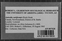 Antrodia variiformis image