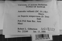 Fibroporia vaillantii image