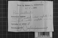 Fibroporia vaillantii image