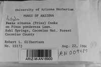 Antrodia sinuosa image