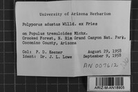 Bjerkandera adusta image