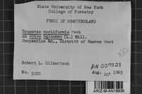 Antrodia variiformis image