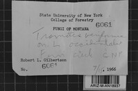 Antrodia variiformis image