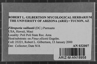 Fibroporia vaillantii image