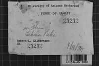 Fibroporia vaillantii image