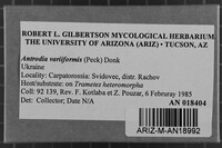 Antrodia variiformis image