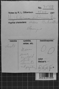 Hyphoderma sibiricum image