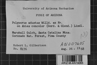 Bjerkandera adusta image