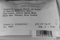 Bjerkandera adusta image