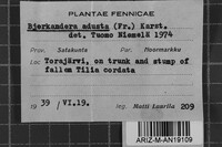 Bjerkandera adusta image