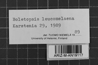 Boletopsis leucomelaena image