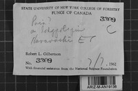 Ceriporia purpurea image