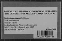 Ceriporia purpurea image