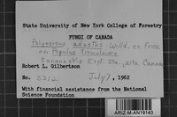 Bjerkandera adusta image