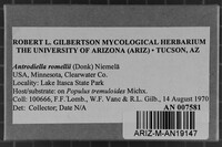 Antrodiella romellii image