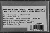 Ceriporia excelsa image