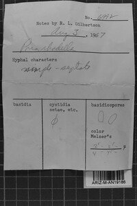 Ceriporia excelsa image