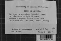 Ceriporia excelsa image