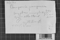Ceriporia purpurea image