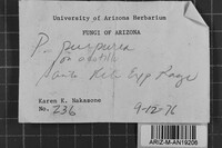 Ceriporia purpurea image