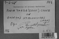Ceriporia tarda image