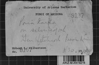 Ceriporia tarda image