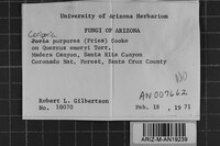 Ceriporia purpurea image