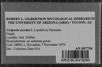 Ceriporia excelsa image