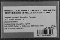 Ceriporia excelsa image