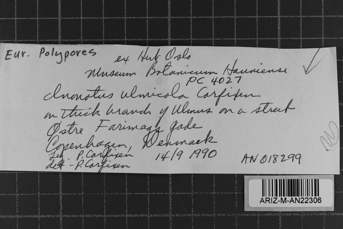 Phaeoporus ulmicola image