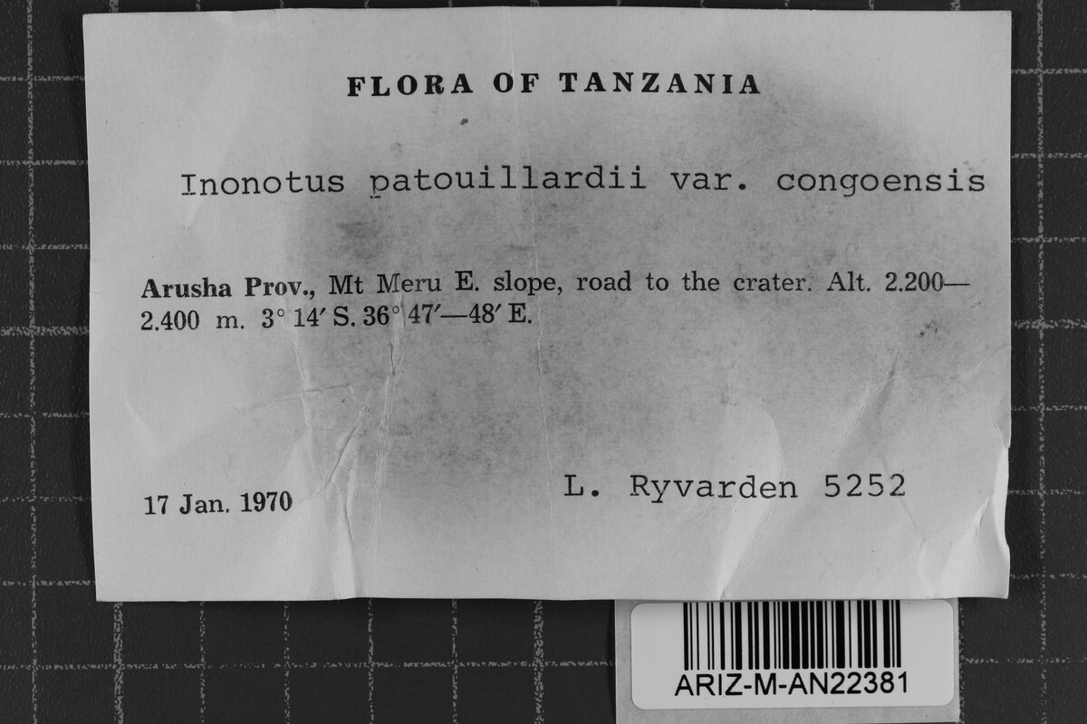 Xanthochrous patouillardii image