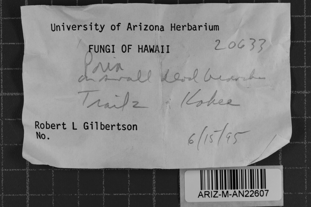 Cerioporus cavernulosus image