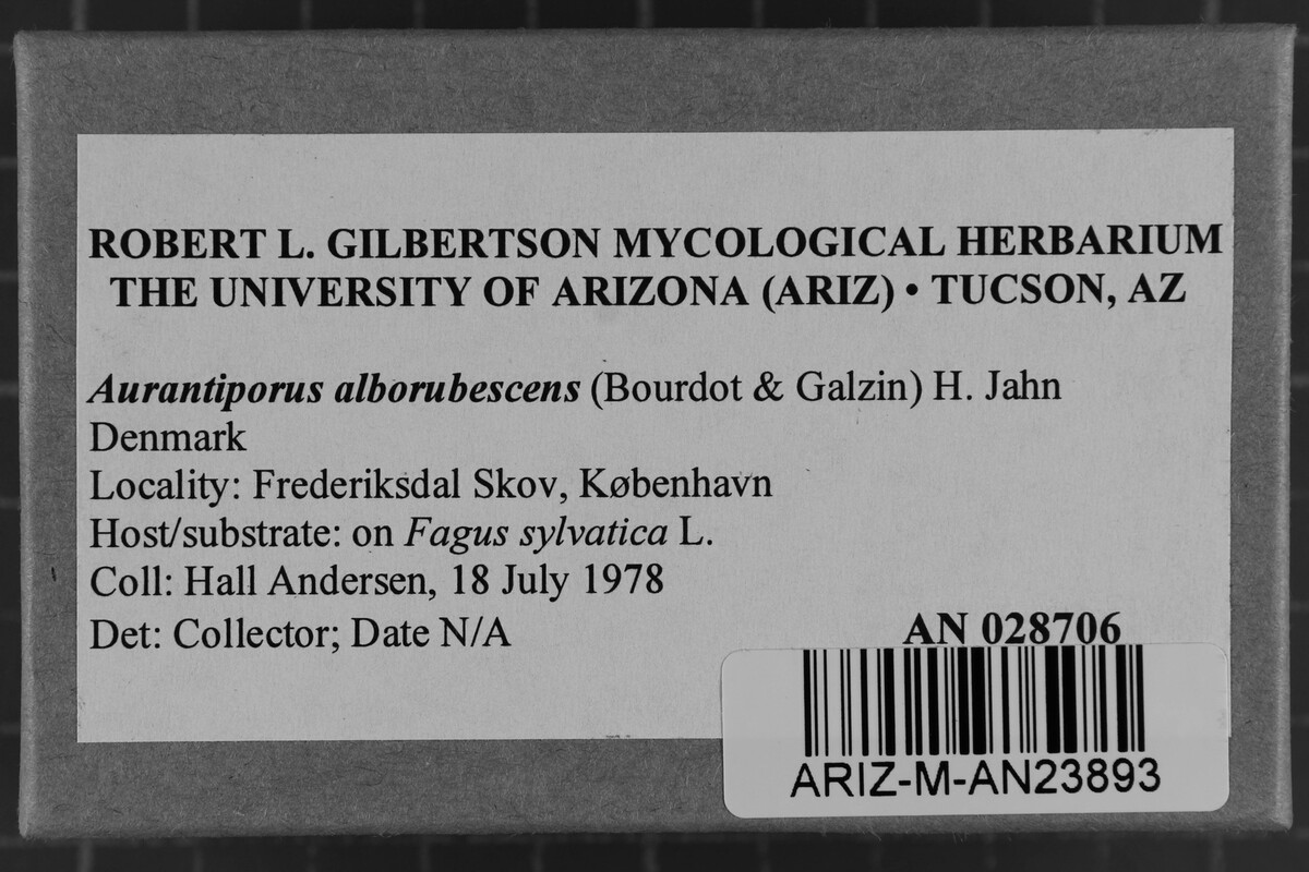 Aurantiporus alborubescens image