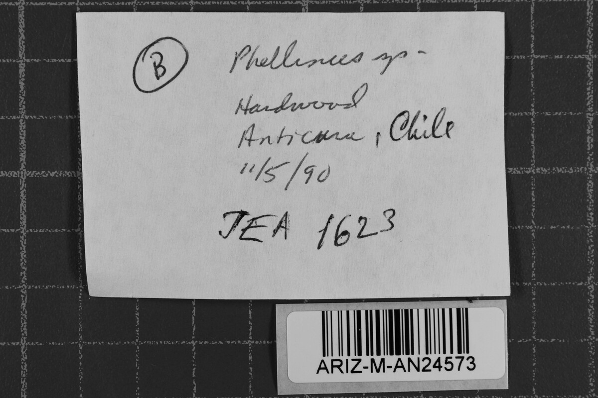 Phellinus ralunensis image