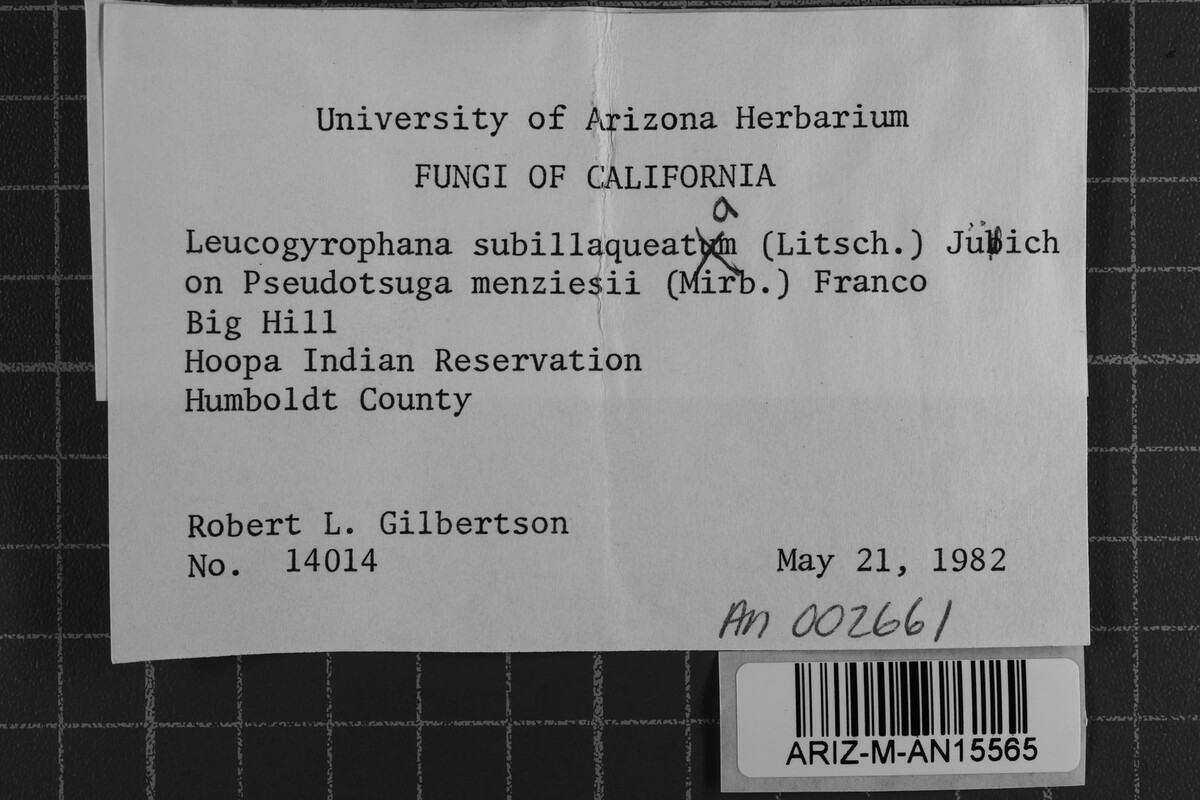 Amylocorticiellum subillaqueatum image