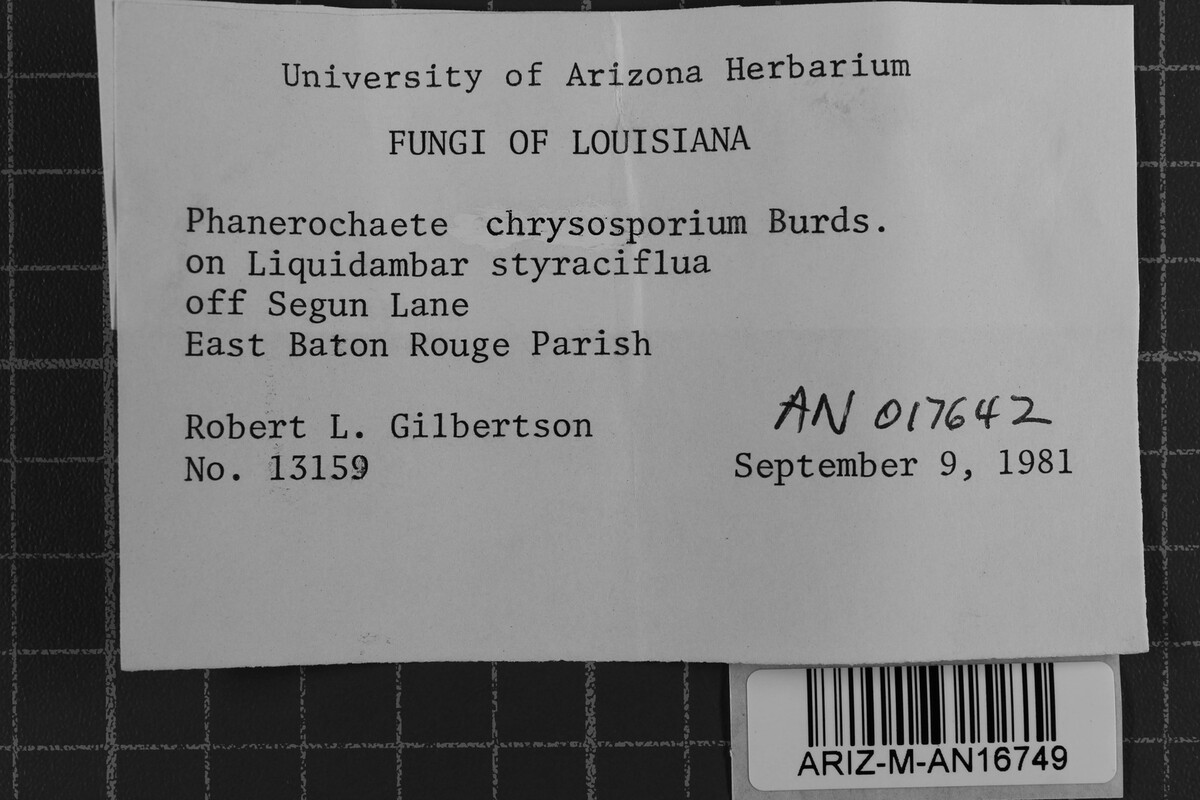 Phanerodontia chrysosporium image