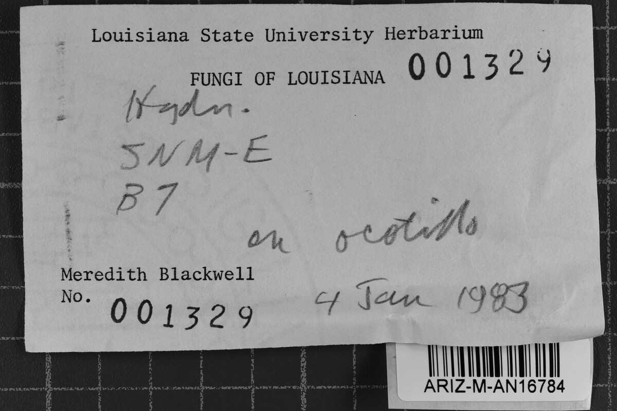 Phanerodontia magnoliae image