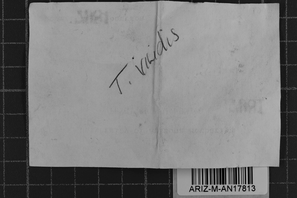 Tomentella viridis image