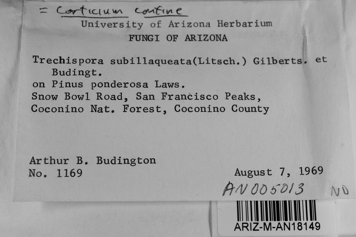 Amylocorticiellum subillaqueatum image