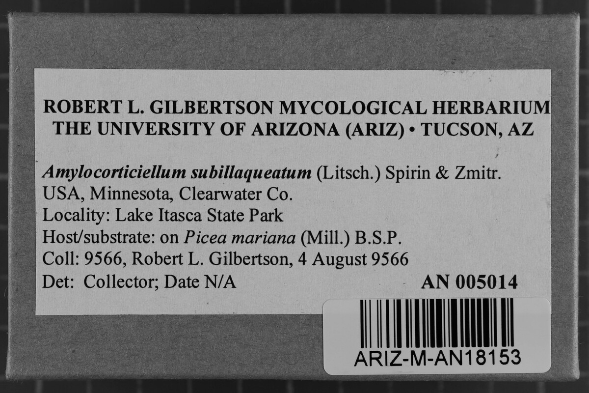 Amylocorticiellum subillaqueatum image