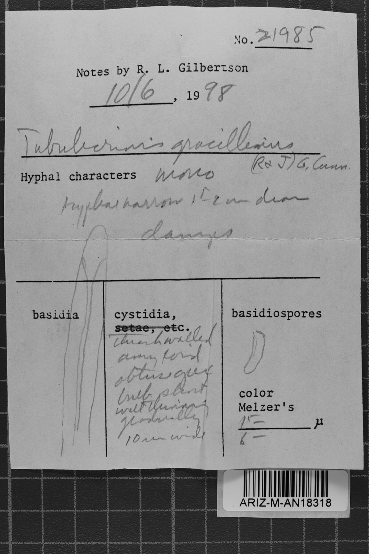 Tubulicrinis gracillimus image