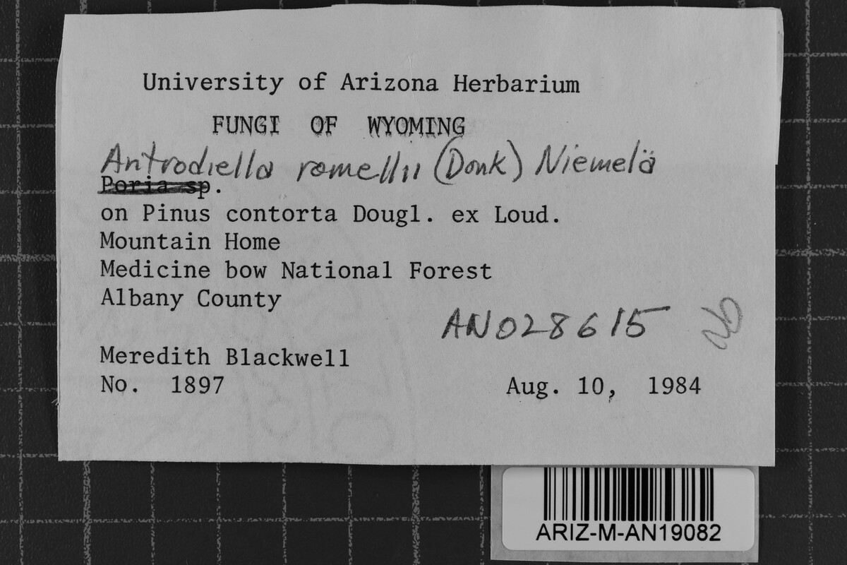 Antrodiella romellii image