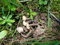 Helvella crispa image
