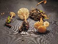 Collybia tuberosa image