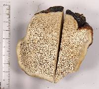 Fomitopsis schrenkii image