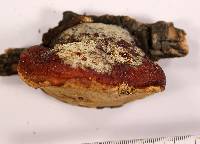 Fomitopsis schrenkii image