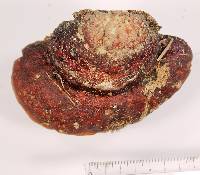 Fomitopsis schrenkii image